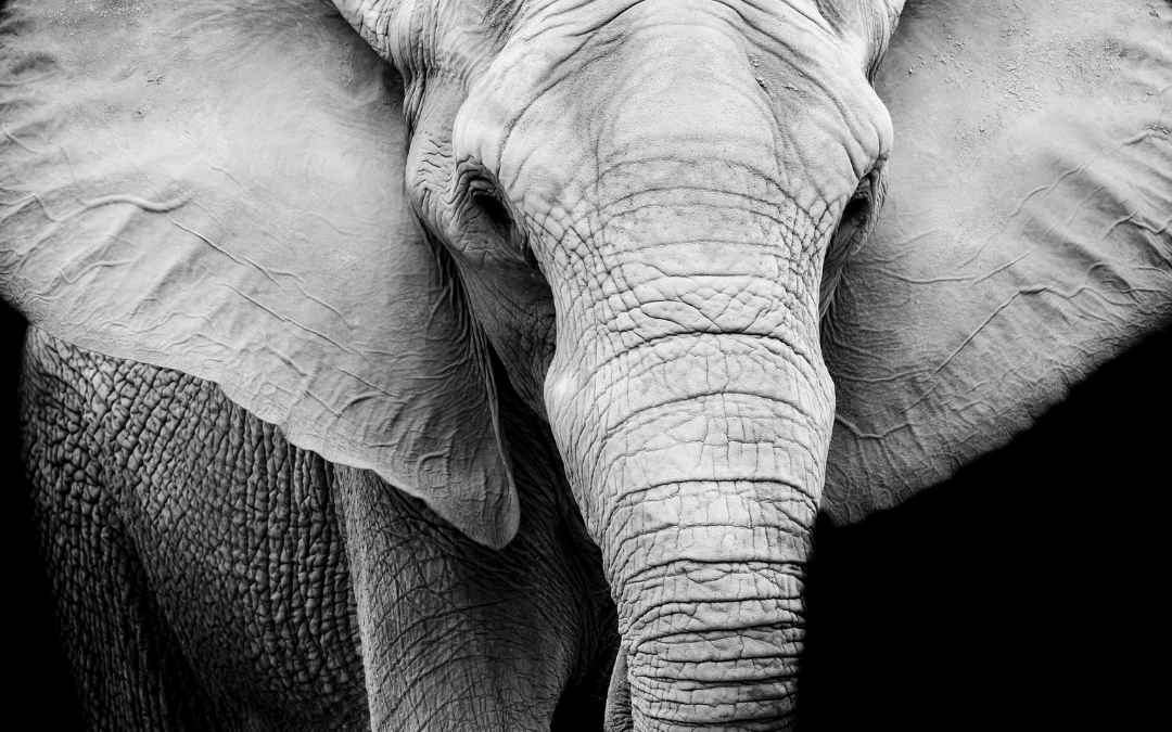 Beautiful black and white picture of an elephant